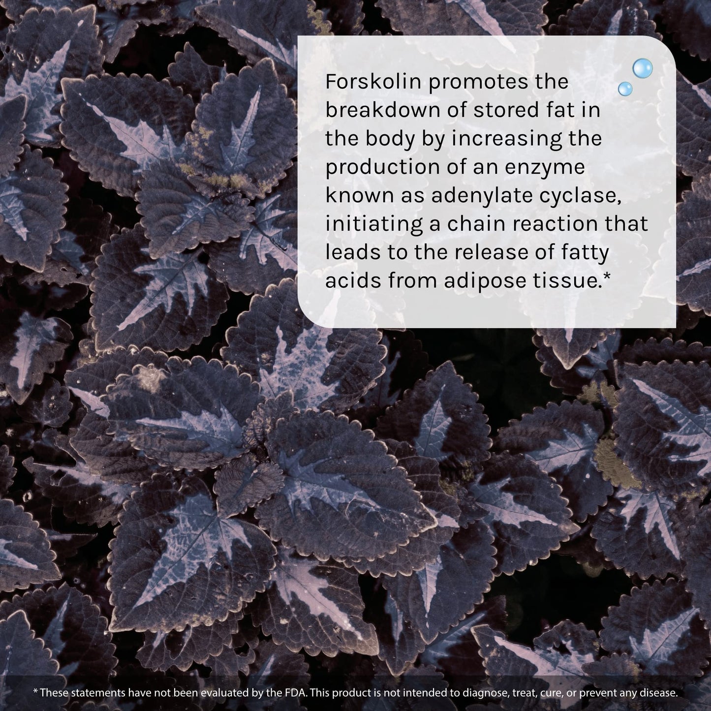 Irwin Naturals Forskolin Fat Loss Diet Supplement, 60 Count